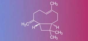 β-Caryophyllene’s Effects on Anxiety & Depression