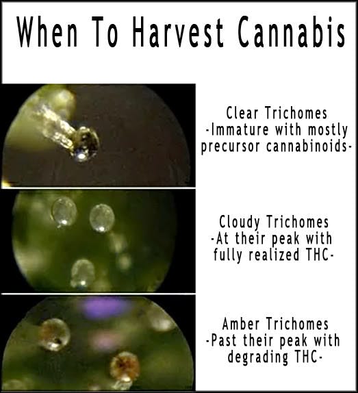 Cannabis Harvest 6 Tips for Harvesting Marijuana
