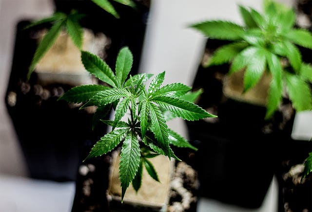 Clone 6 Tips for Harvesting Marijuana