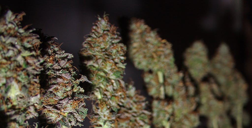 6 Tips For Harvesting Marijuana