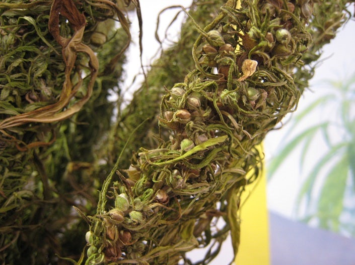 Hemp bunch dried out  seeds close up PNr°0063 What Is Hemp And Why Is It So Beneficial?