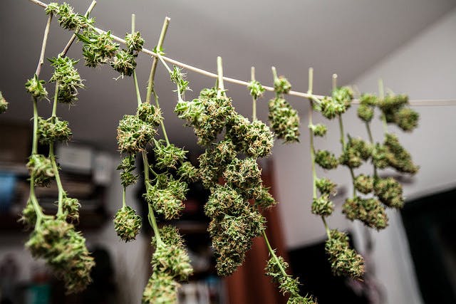 Manicure 6 Tips for Harvesting Marijuana