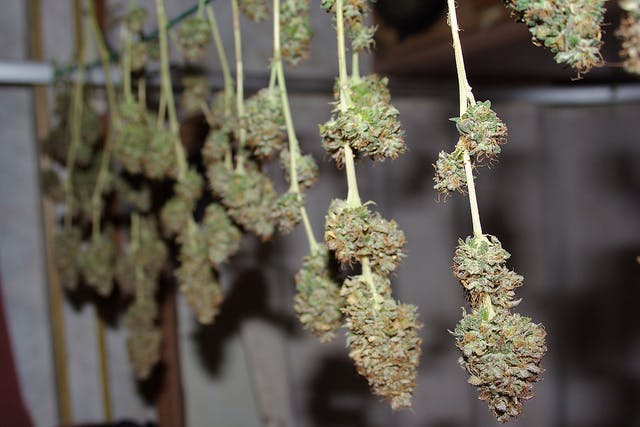 hanging 6 Tips for Harvesting Marijuana