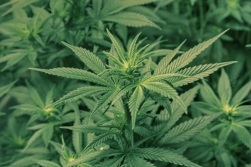 charlotte s weed Charlottes Web: The One Story Driving Medical Marijuana Legalization