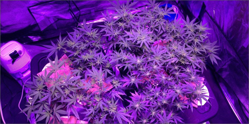 ModernWeed 2 Modern Day Weed vs. Hippie Weed