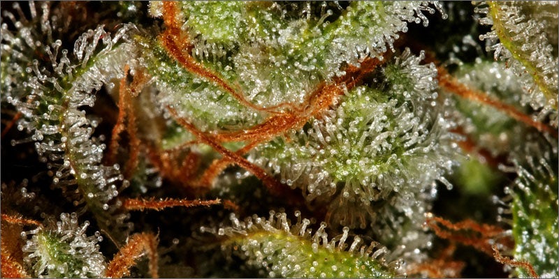 ModernWeed 3 Modern Day Weed vs. Hippie Weed