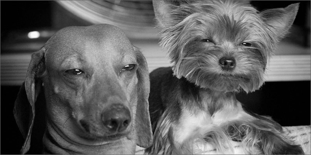 Can Dogs Get High Herb Can Dogs Get High Herb