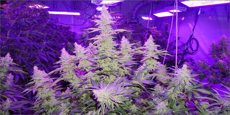 Grow better cannabis with LED