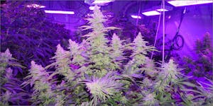 Grow Better Cannabis With LED Lights