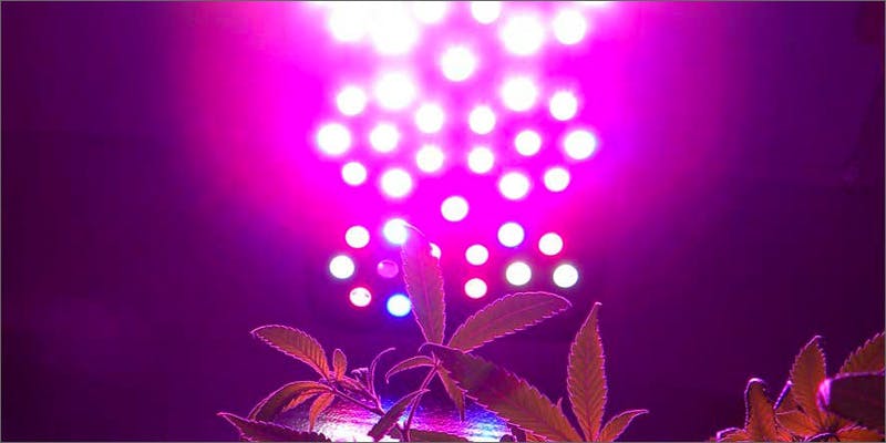 led lights Successful CEOs Who Have Enjoyed The Herb