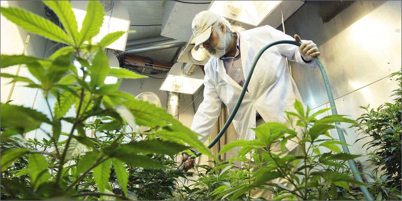 pesticides 04 Concerns Over Marijuana And Pesticide