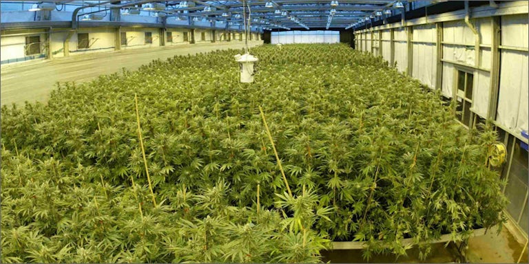 pharma growop Will Big Pharmaceutical Control Cannabis?