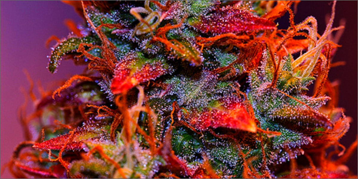Where Do Those Crazy Strain Names Come From Herb