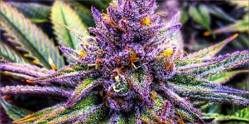 strains purple haze 5 Chores To Do While High