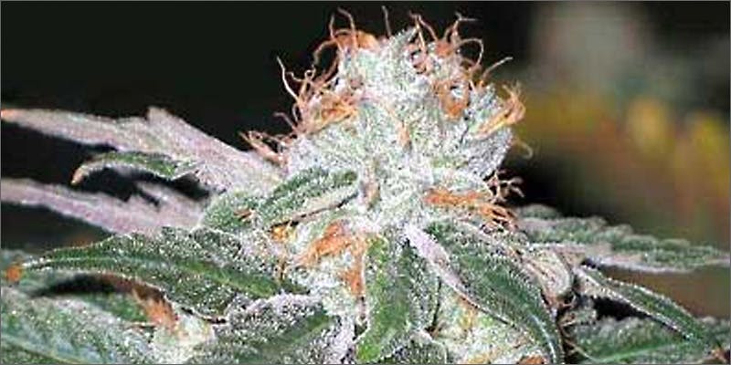 strains white widow 5 Chores To Do While High