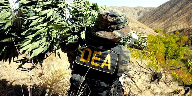DEA destroys 30,000 plants