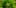 glaucoma plant Marijuana and Glaucoma
