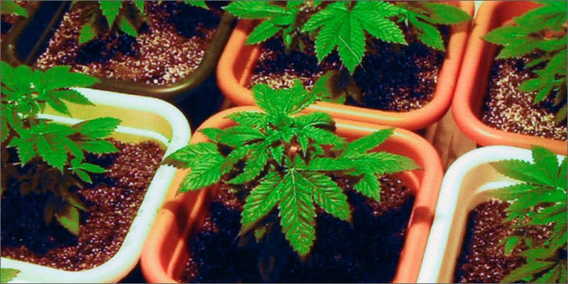 Marijuana growing resources