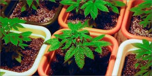 5 Great Resources For Growing Marijuana