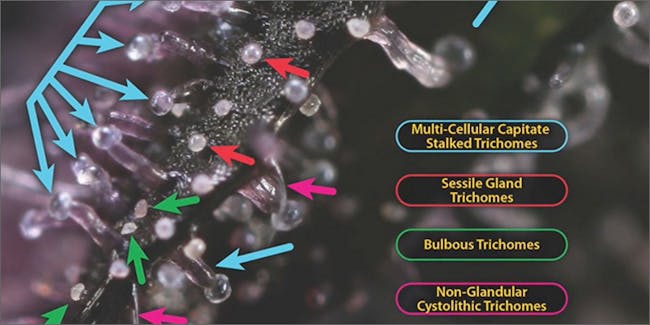 Image result for capitate-stalked trichomes