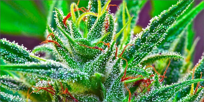 trichomes