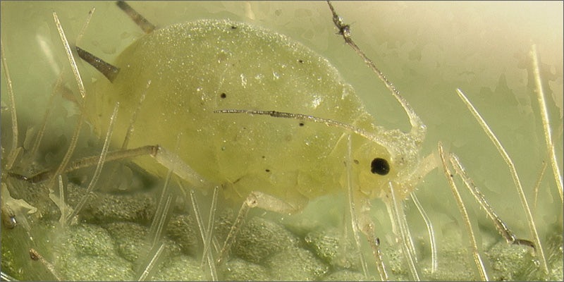 aphid 15 Questions Every First Time Weed Smoker Wants Answered