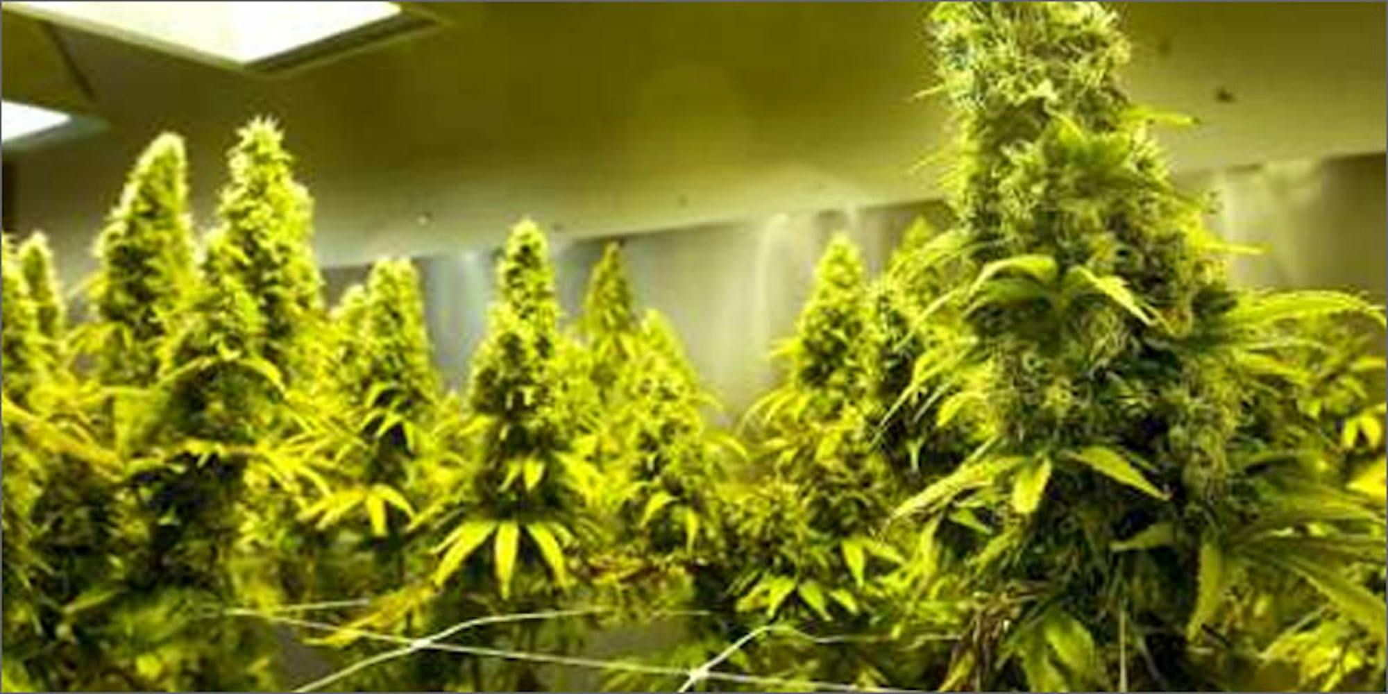 the finest example of diy hydroponics herb how to setup a home budget on excel