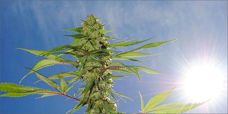 sun grown cannabis