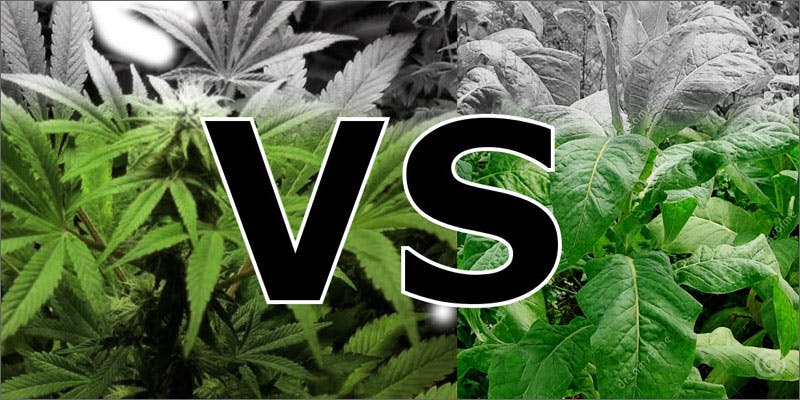 marijuana vs tobacco