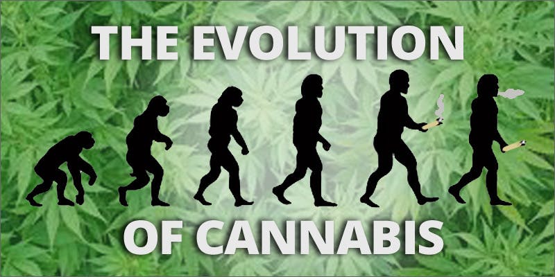 The Evolution Of Cannabis | Herb