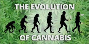 The Evolution of Cannabis