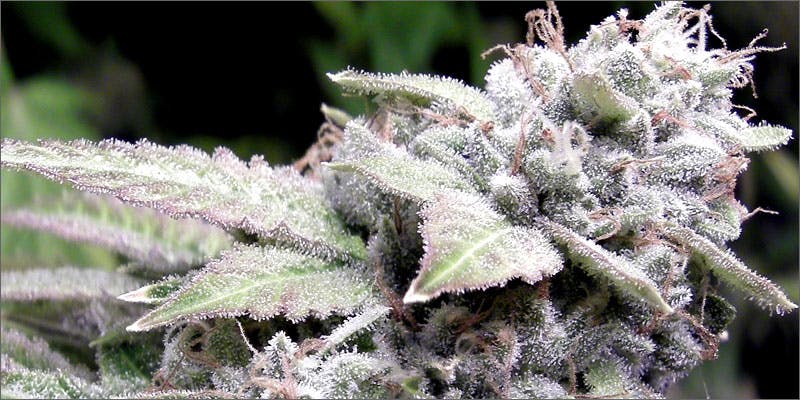 gorilla glue 14 Smoking Tips For A Better High