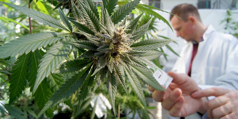 govt Is The DEA About To Ease Restrictions For Cannabis Research?