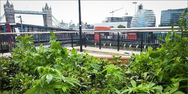 london weed Whats Happening With Legalization In The UK?