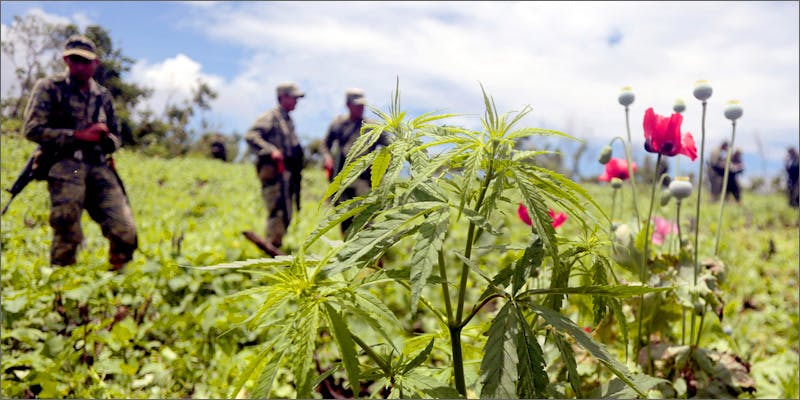 mexico Legal Weed vs. Mexican Drug Cartels: How Legal Weed is Winning