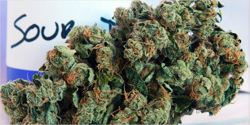 10 sativa ci 2 Worlds Most Famous Reggae Name Launches Own Weed Line