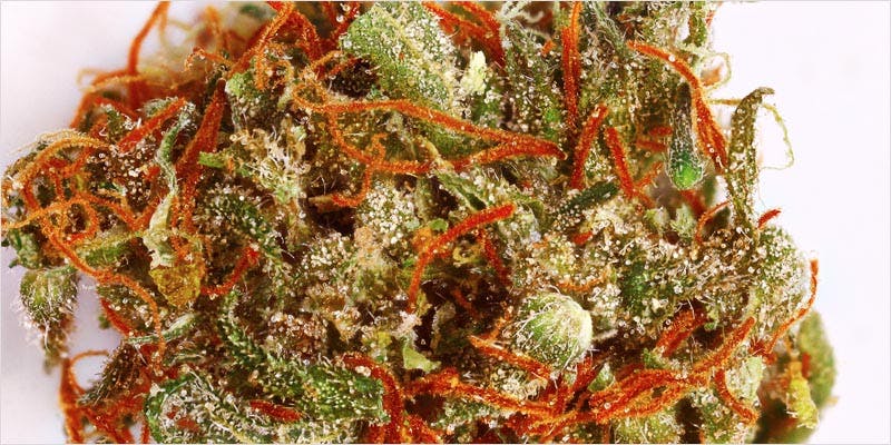 10 sativa ci 3 Worlds Most Famous Reggae Name Launches Own Weed Line
