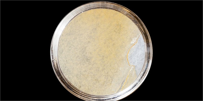 2 1 Check Out The Big Winners Of The SoCal Medical Cannabis Cup