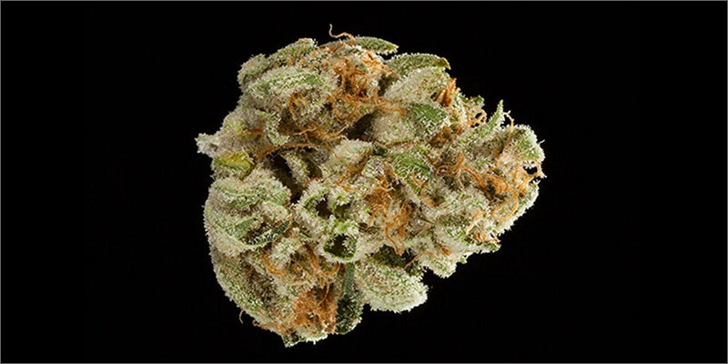 3 1 Check Out The Big Winners Of The SoCal Medical Cannabis Cup