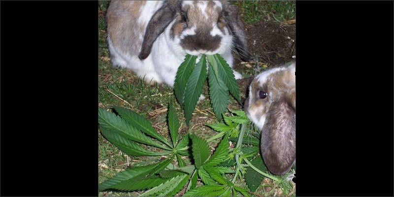 3 rabbits important cancerpatients rabbits eating Guy Busted With 26 Kilos Of Weed. His Excuse Was Priceless.
