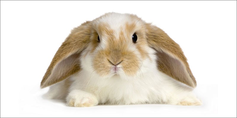 4 rabbits important cancerpatients rabbits Guy Busted With 26 Kilos Of Weed. His Excuse Was Priceless.