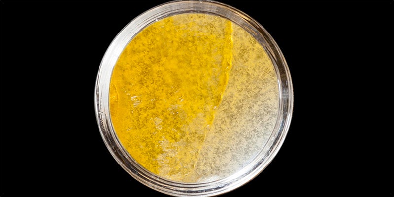 5 Check Out The Big Winners Of The SoCal Medical Cannabis Cup