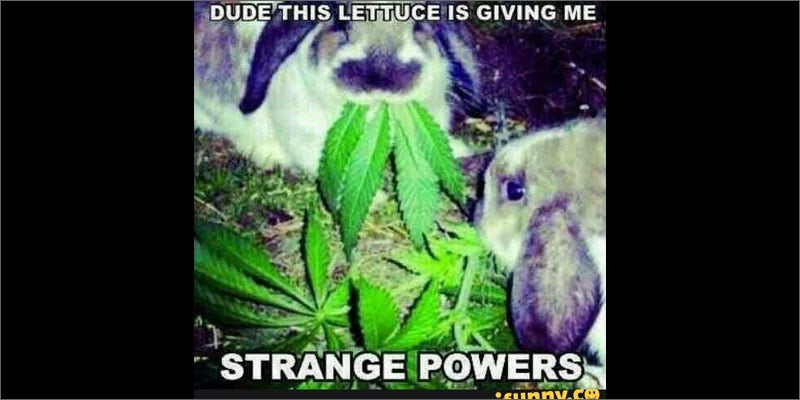 6 rabbits important cancerpatients rabbits eating meme Guy Busted With 26 Kilos Of Weed. His Excuse Was Priceless.