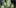 Critical Kush Worlds Most Famous Reggae Name Launches Own Weed Line