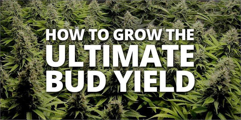 Nutrients That Will Give Your Plants the Ultimate Yield