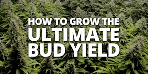 Nutrients That Will Give Your Plants the Ultimate Yield