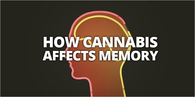 How Cannabis Affects Your Memory