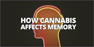 How Cannabis Affects Your Memory