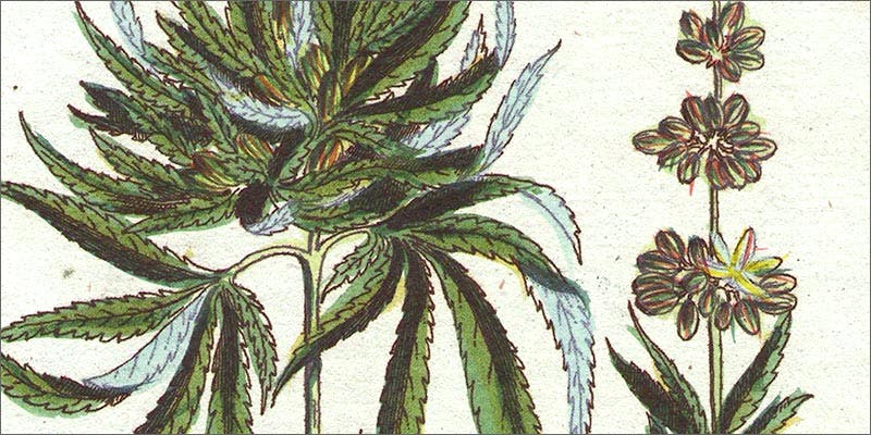 childbirth 10 Ancient Uses for Medicial Cannabis