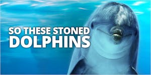 Did These Stoned Dolphins Just Puff, Puff, Pass?